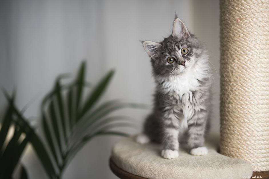 Why Indoor Cats Thrive: 12 Key Benefits for Their Health and Safety