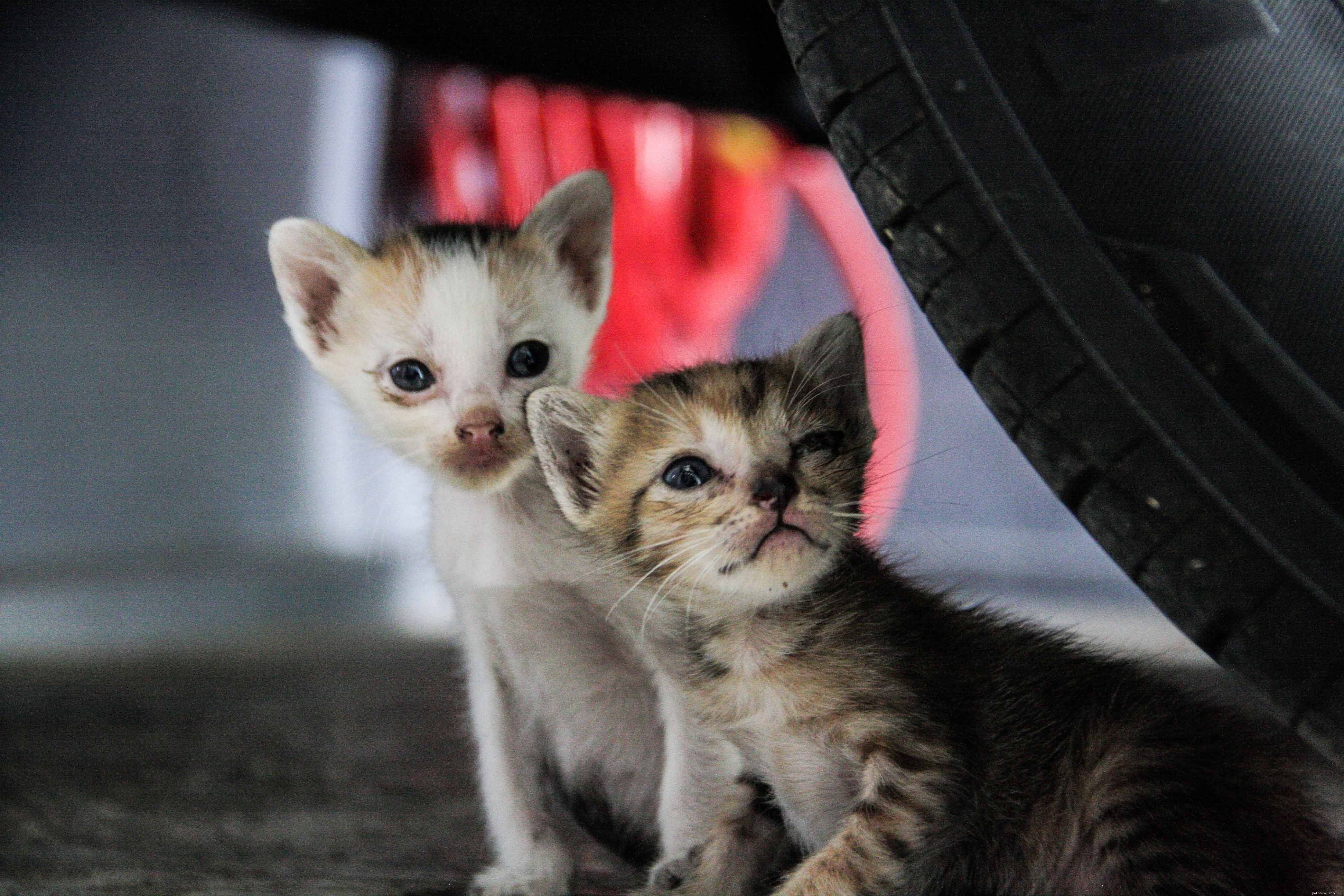 Why Indoor Cats Thrive: 12 Key Benefits for Their Health and Safety