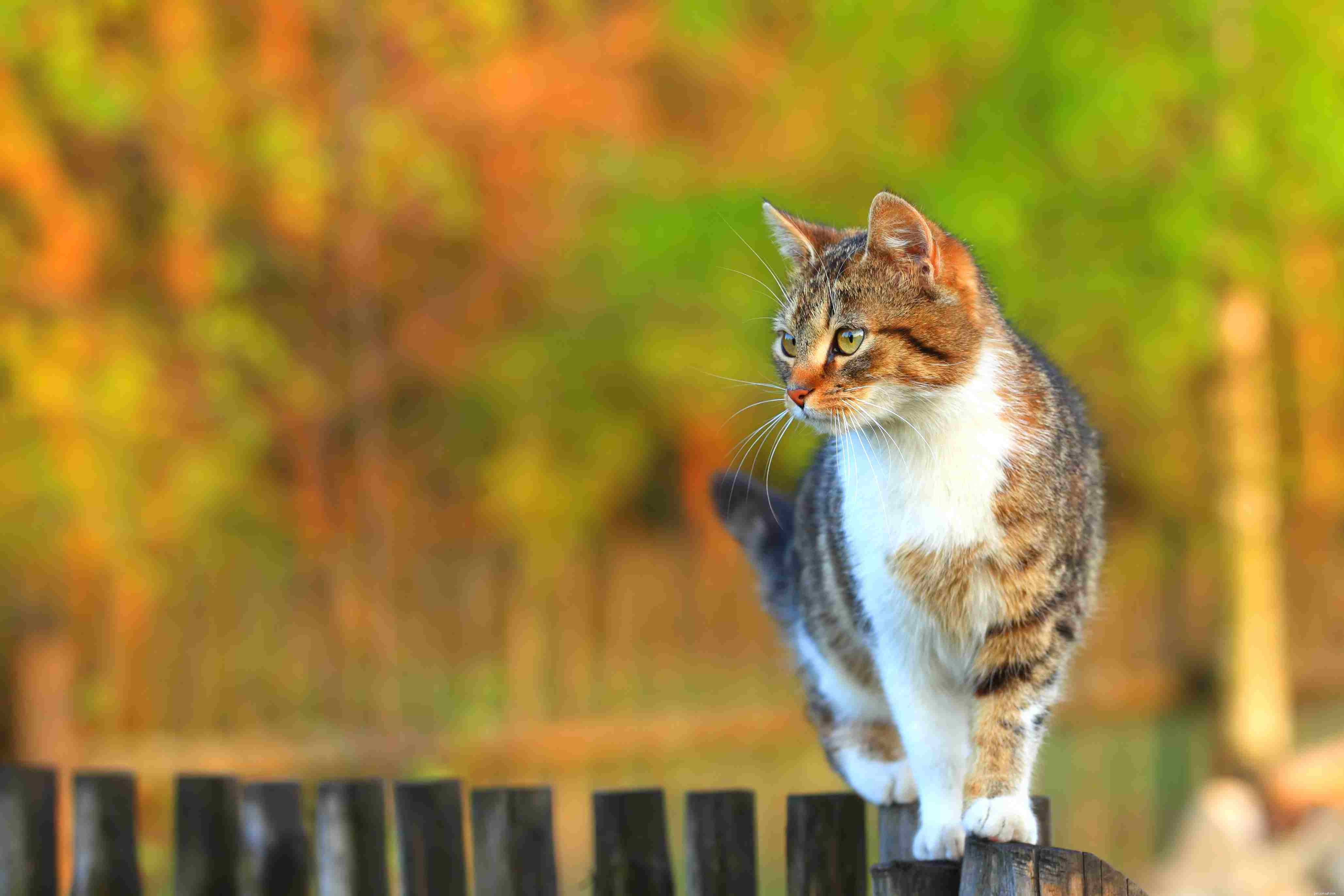 Why Indoor Cats Thrive: 12 Key Benefits for Their Health and Safety