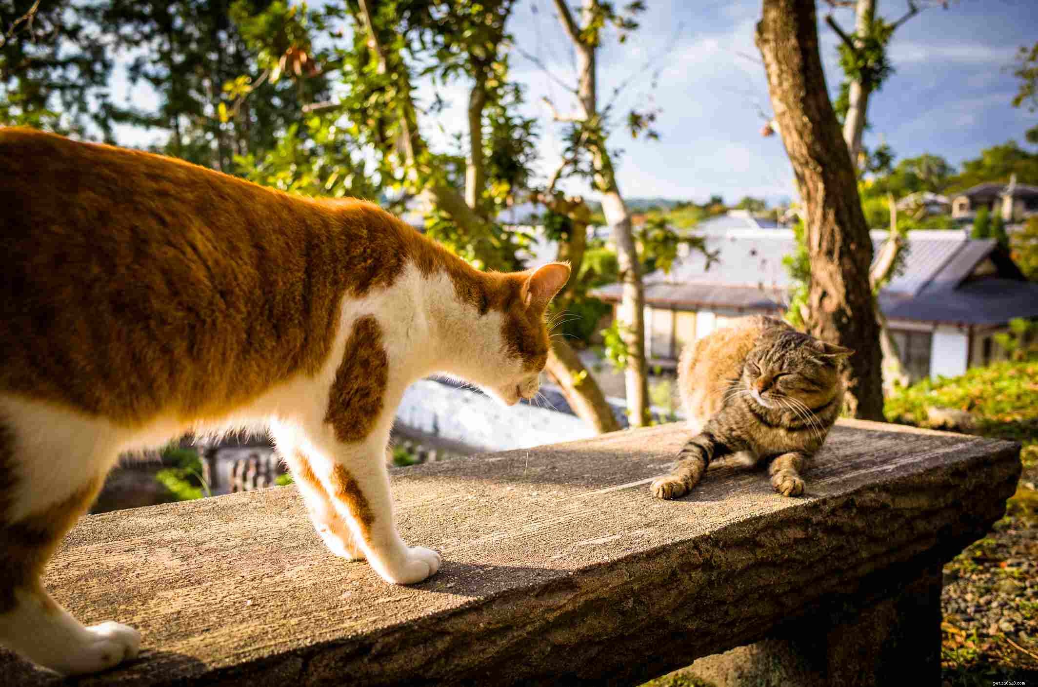 Why Indoor Cats Thrive: 12 Key Benefits for Their Health and Safety