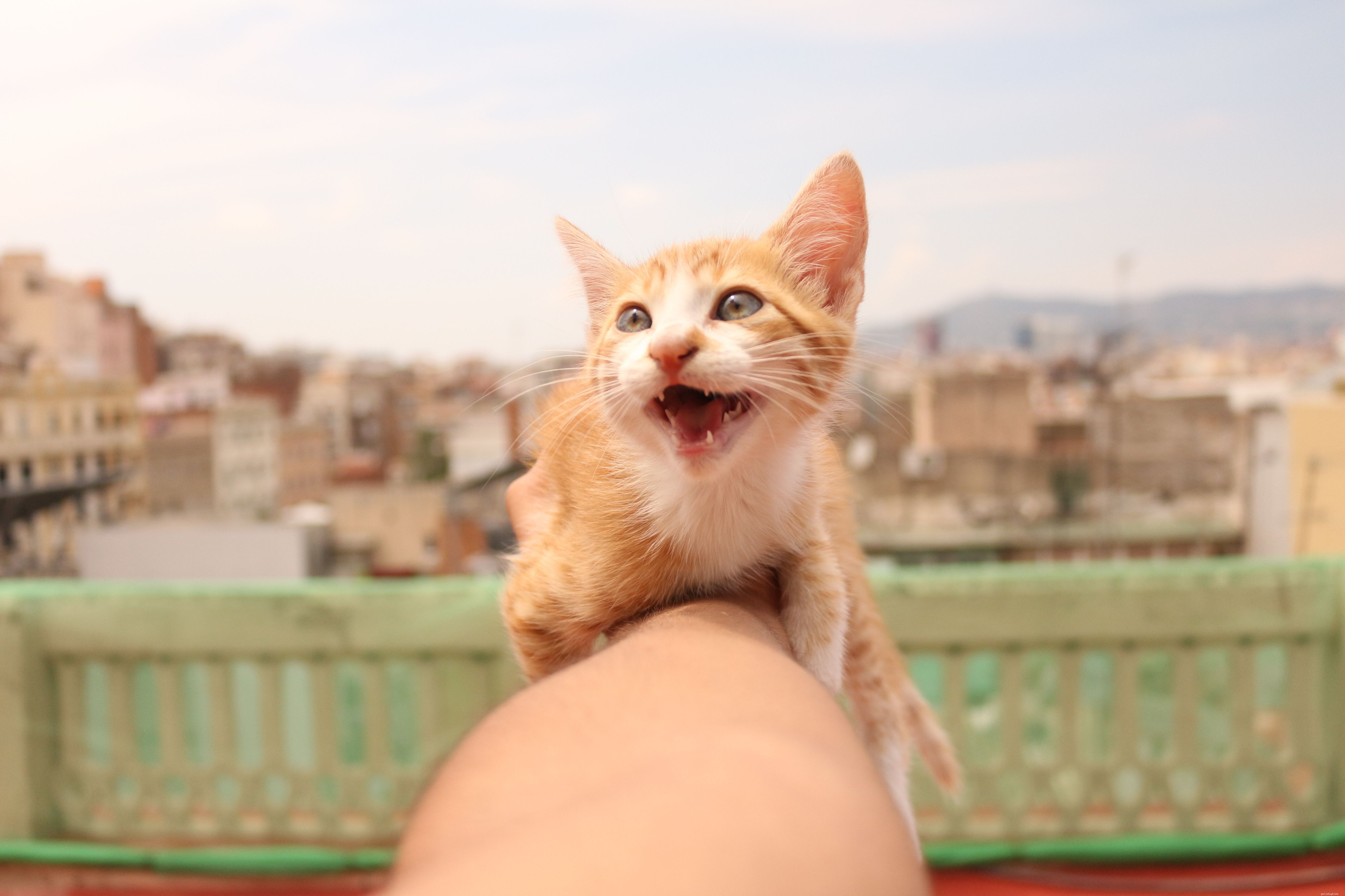 Why Indoor Cats Thrive: 12 Key Benefits for Their Health and Safety