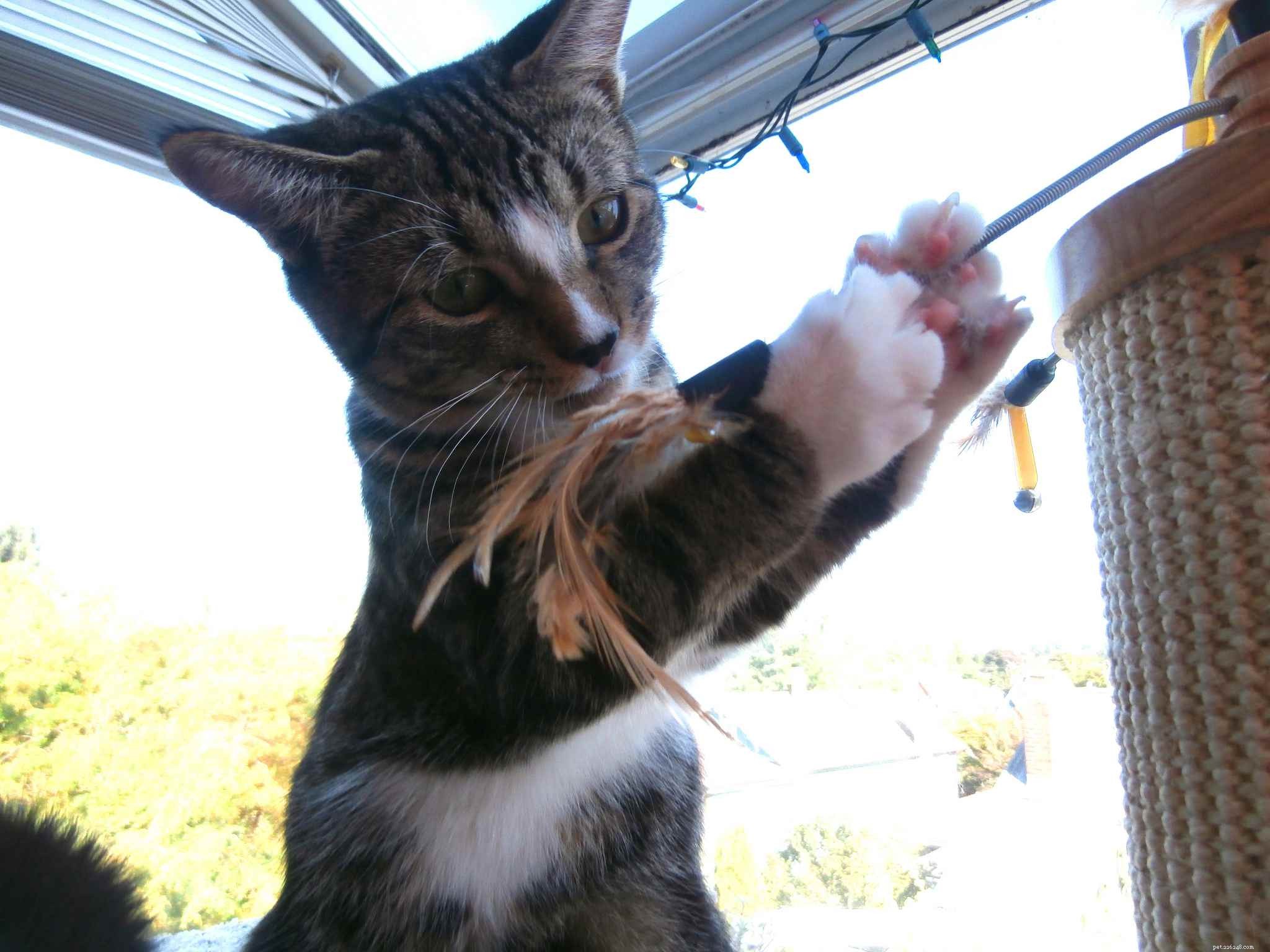 Why Indoor Cats Thrive: 12 Key Benefits for Their Health and Safety