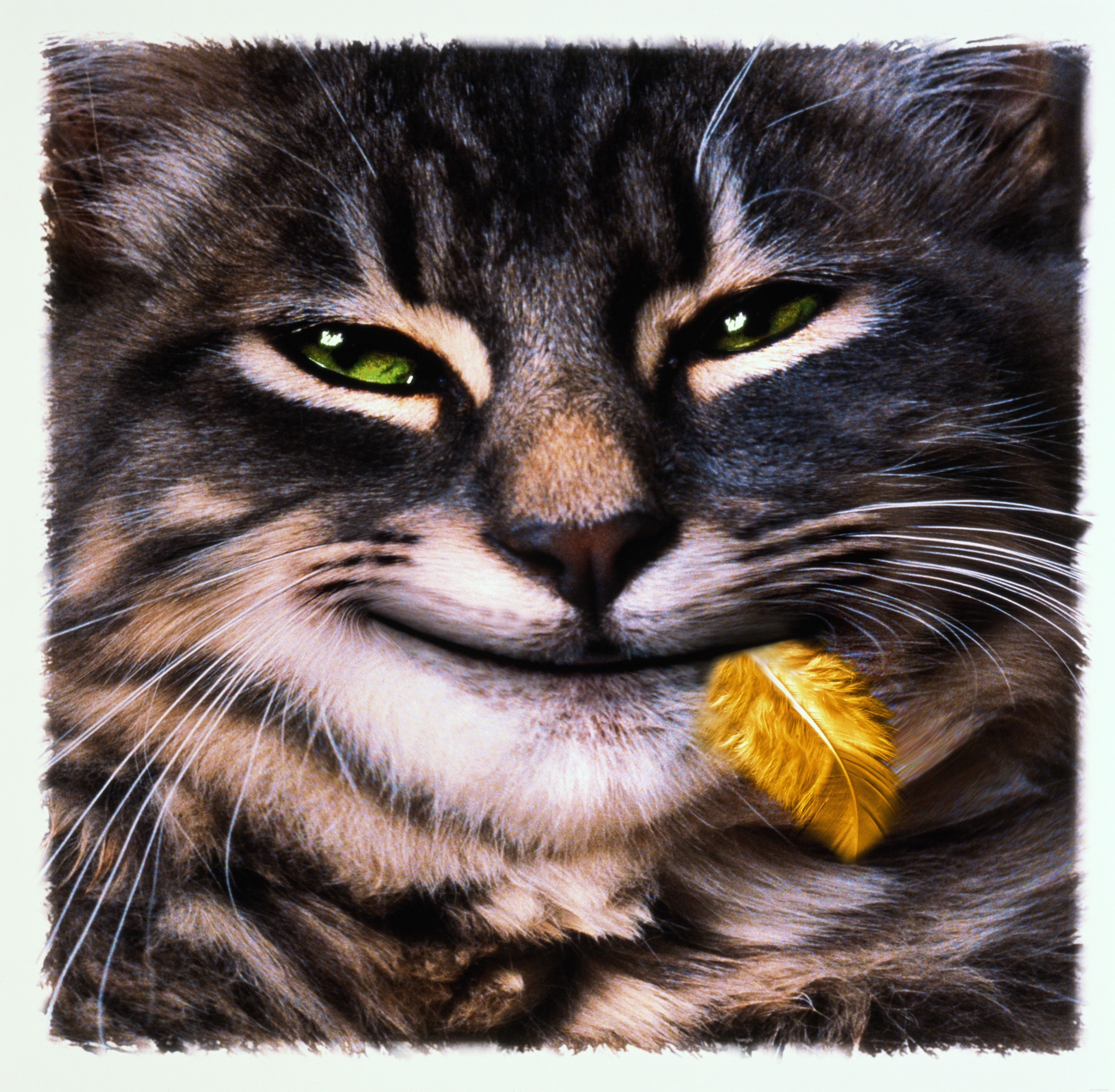 Why Indoor Cats Thrive: 12 Key Benefits for Their Health and Safety