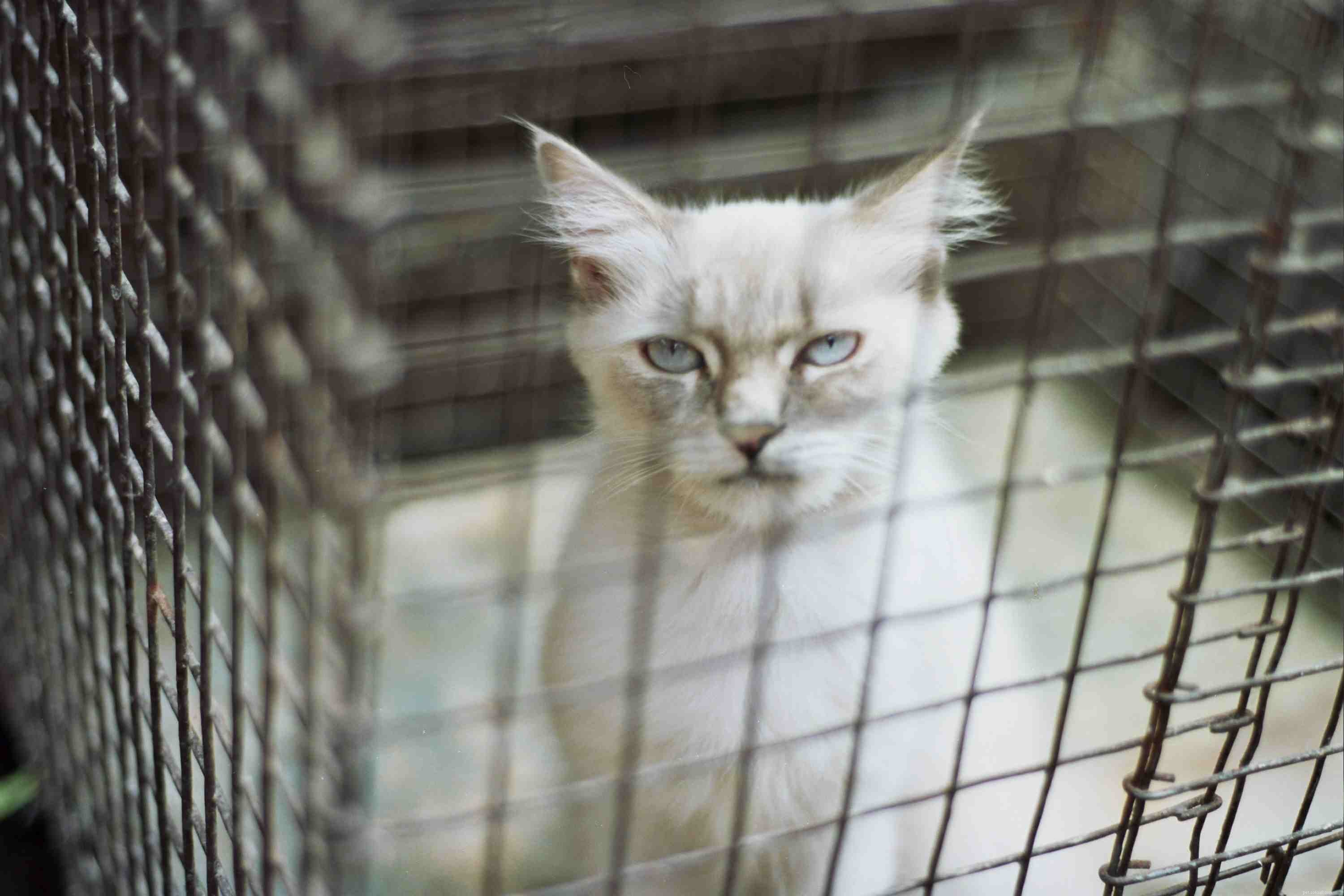 Why Indoor Cats Thrive: 12 Key Benefits for Their Health and Safety