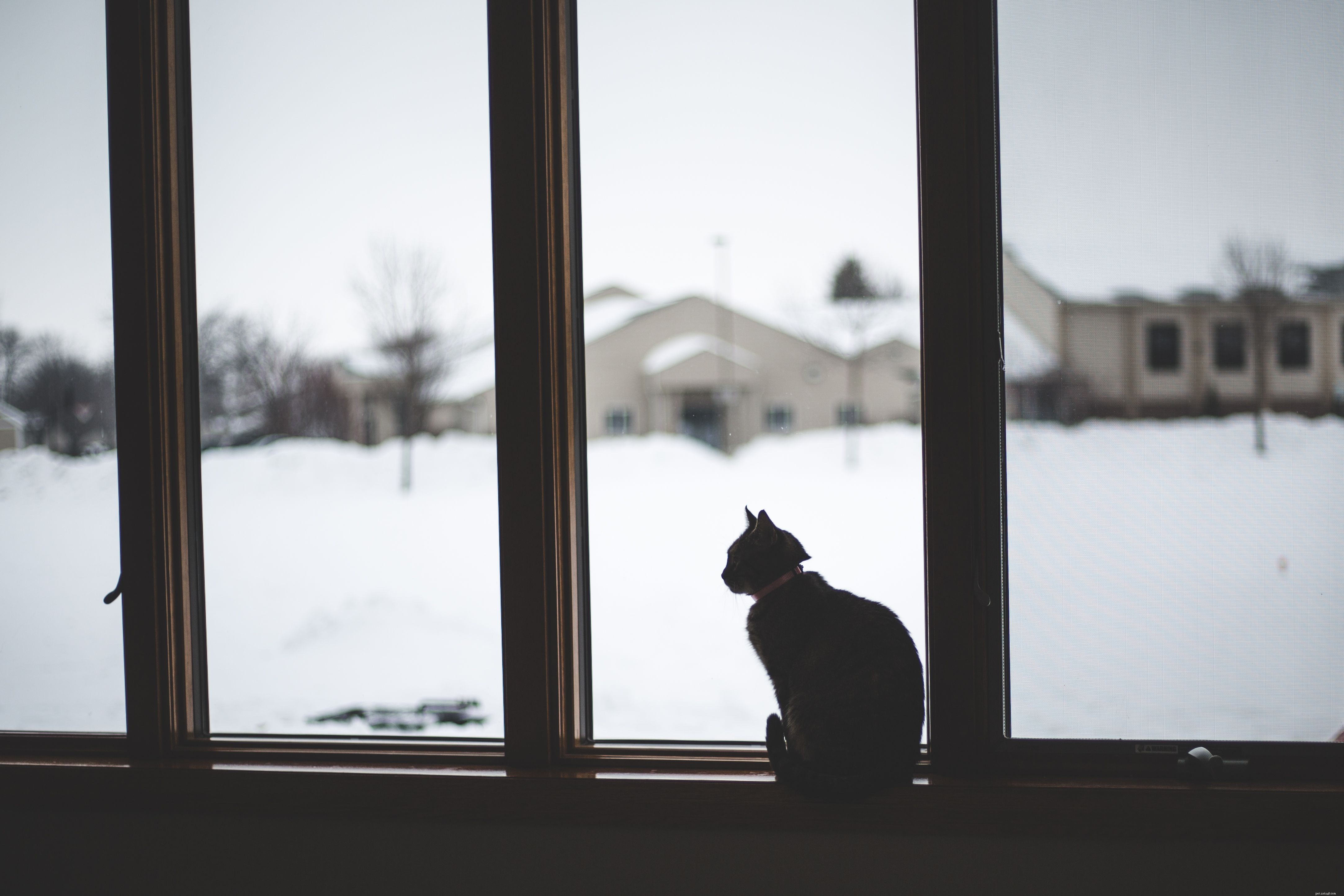 Why Indoor Cats Thrive: 12 Key Benefits for Their Health and Safety