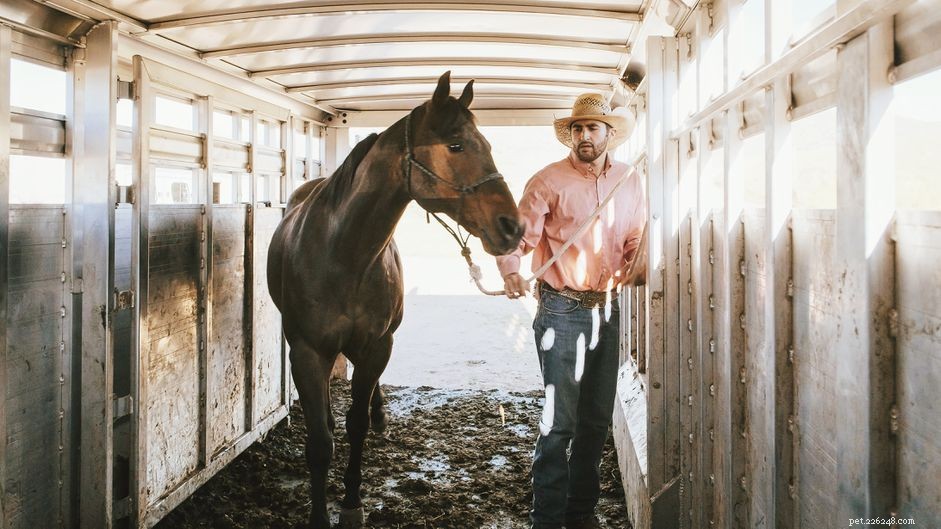 Training a Two- to Three-Year-Old Horse: Effective Strategies and Handling Tips