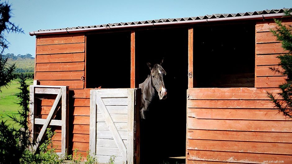 Stables vs Run-In Sheds: Pros and Cons for Horse Housing