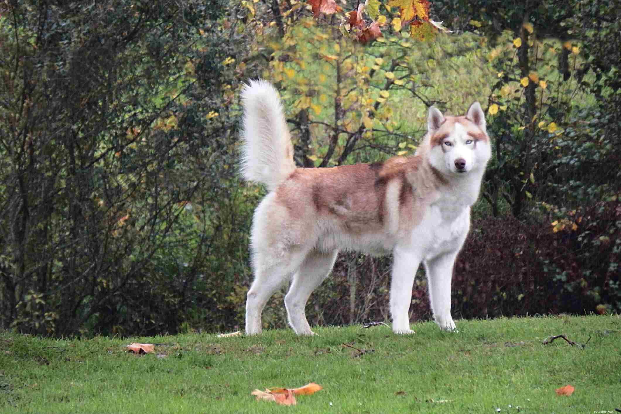Decoding Dog Tail Wagging: Essential Signals for Owners