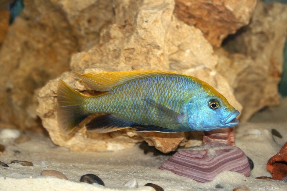 Explore Fish Names Starting with V: From Variegated Platy to Violet Goby