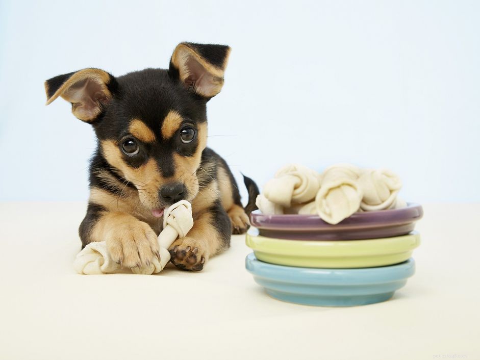 Stop Your Puppy From Chewing: Proven Strategies for Every Owner