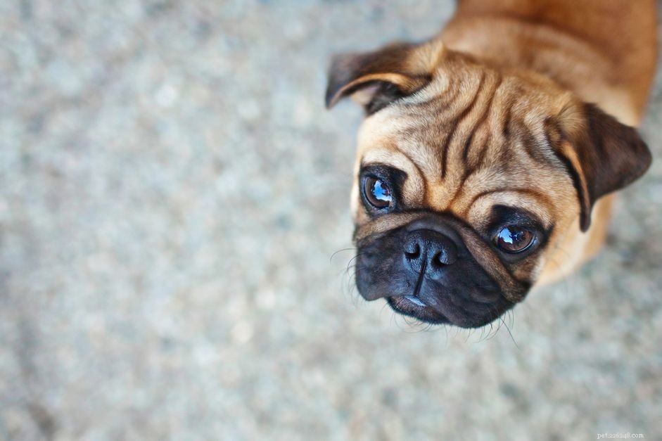 Antifreeze Poisoning in Dogs: Symptoms, Prevention, and Urgent Care