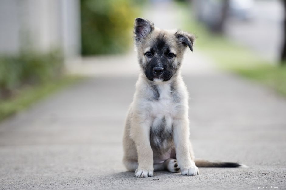 Early Warning Signs of Hip Dysplasia in Puppies: What Owners Need to Know