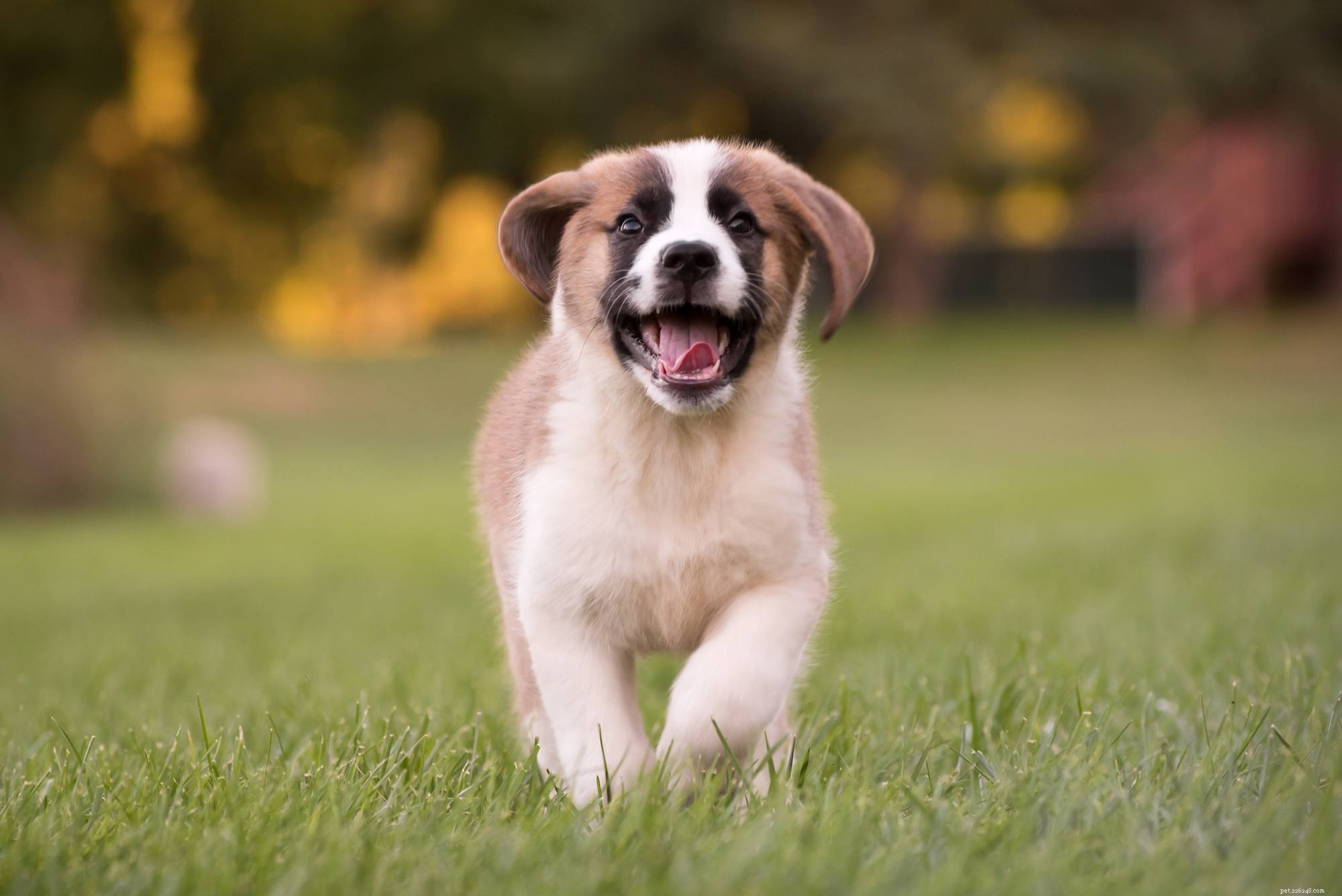 Early Warning Signs of Hip Dysplasia in Puppies: What Owners Need to Know