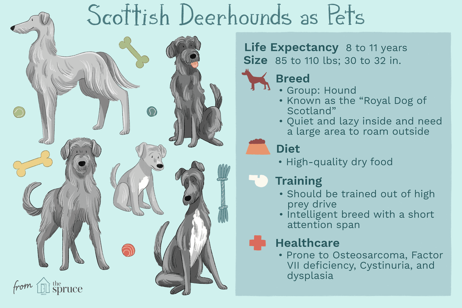 Scottish Deerhound: Athletic, Loyal & Regal Dog Breed Profile