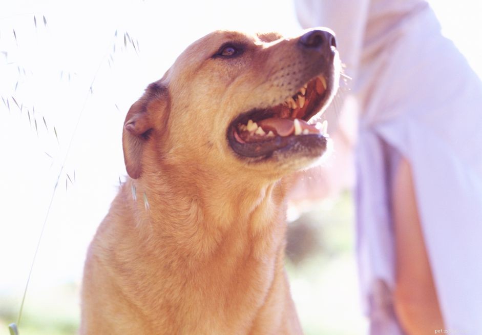 Chinook Dog Breed Profile: History, Traits, and Care