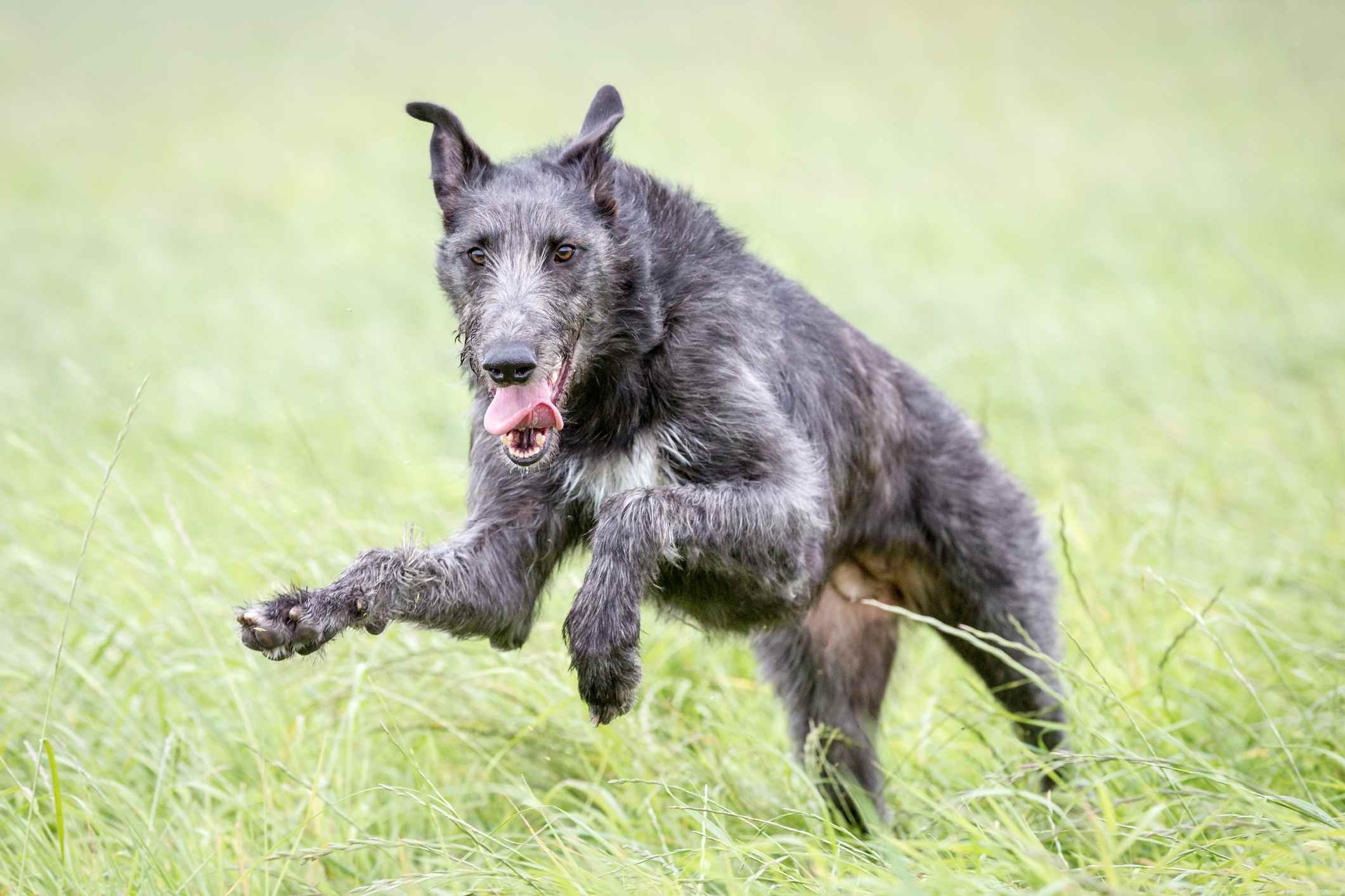 Scottish Deerhound: Athletic, Loyal & Regal Dog Breed Profile