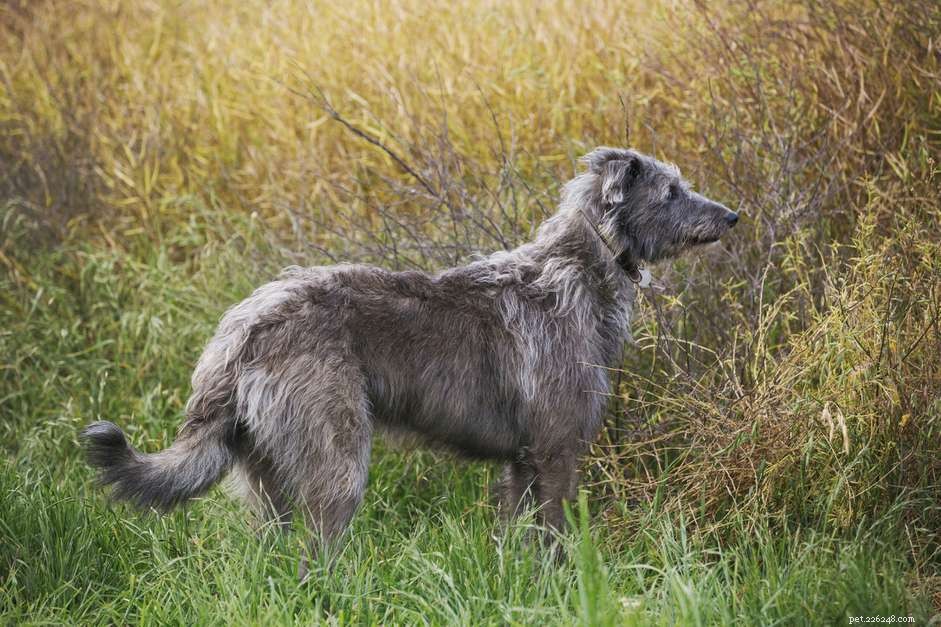 Scottish Deerhound: Athletic, Loyal & Regal Dog Breed Profile