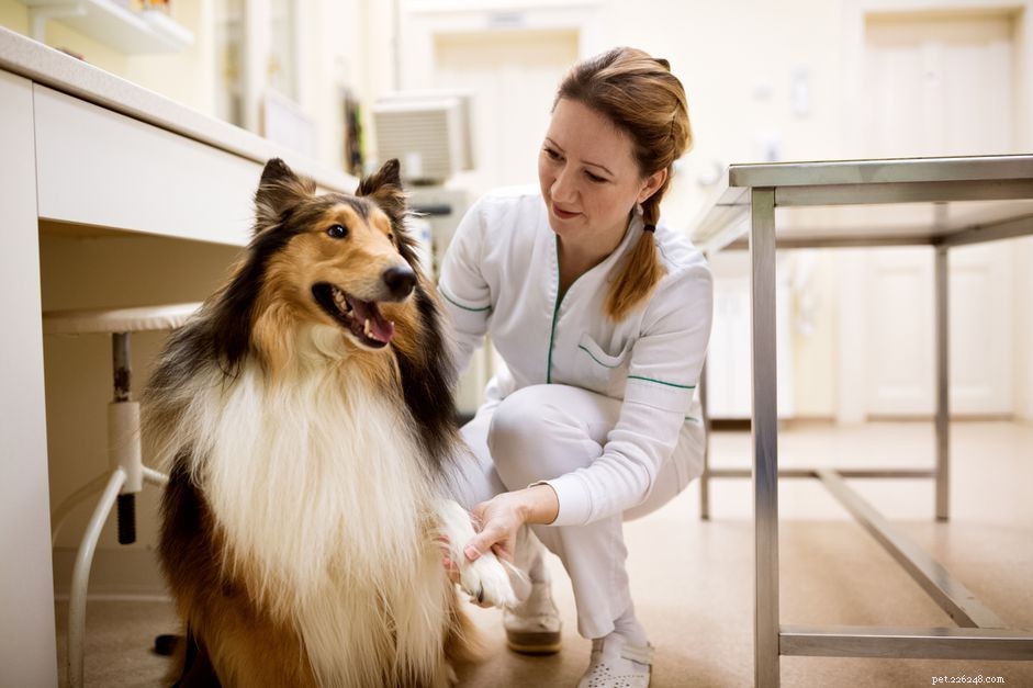 Understanding Dermatomyositis in Dogs: Causes, Symptoms, and Early Detection