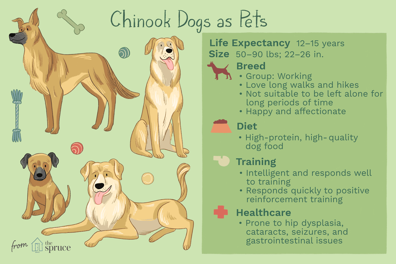 Chinook Dog Breed Profile: History, Traits, and Care