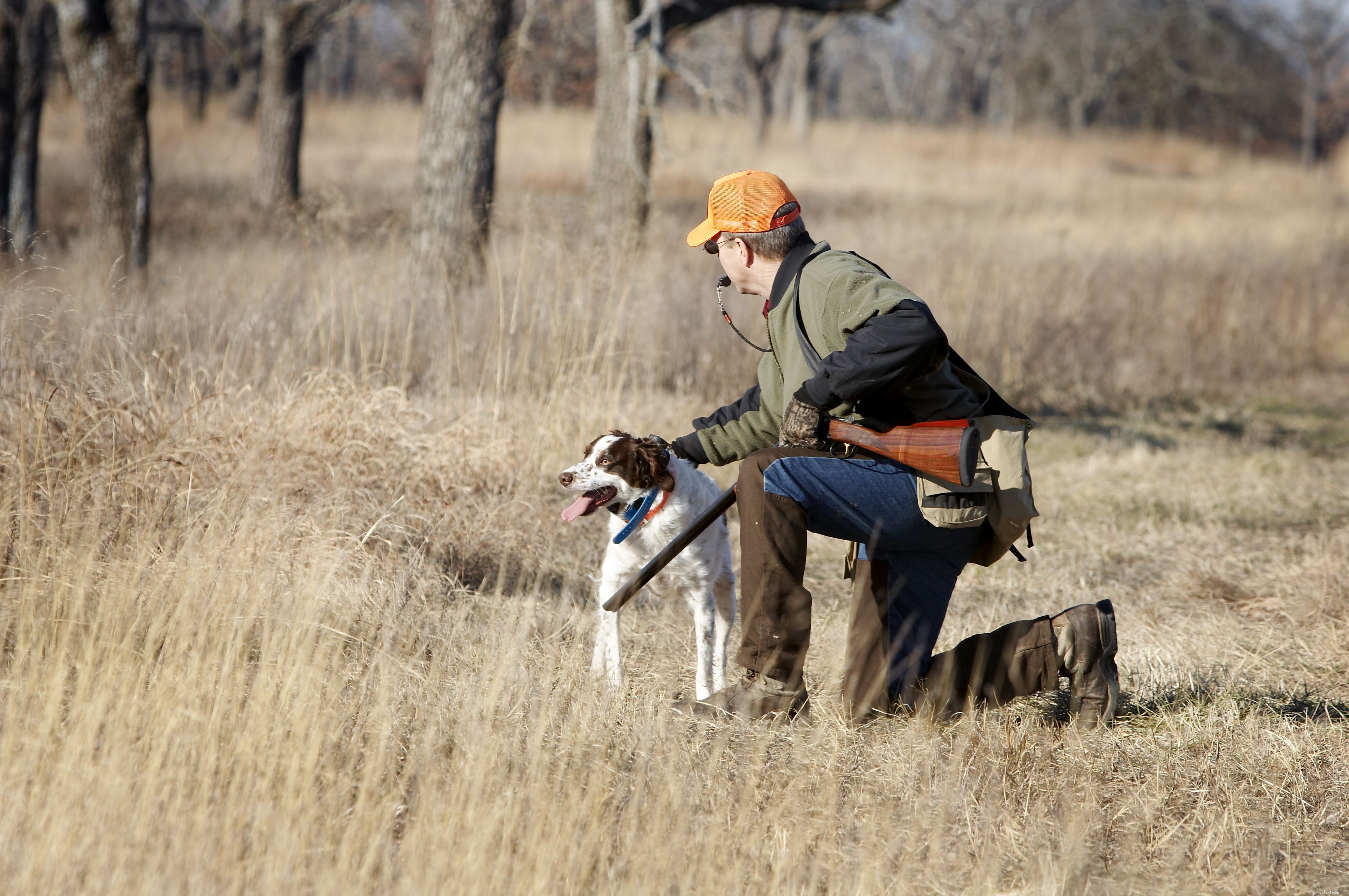 Brittany Dog Breed Guide: Traits, History, Training & Care