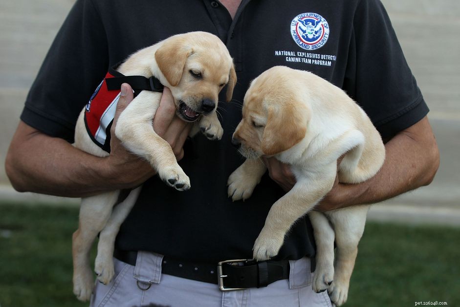 Adopting a TSA Service Dog: A Step‑by‑Step Guide