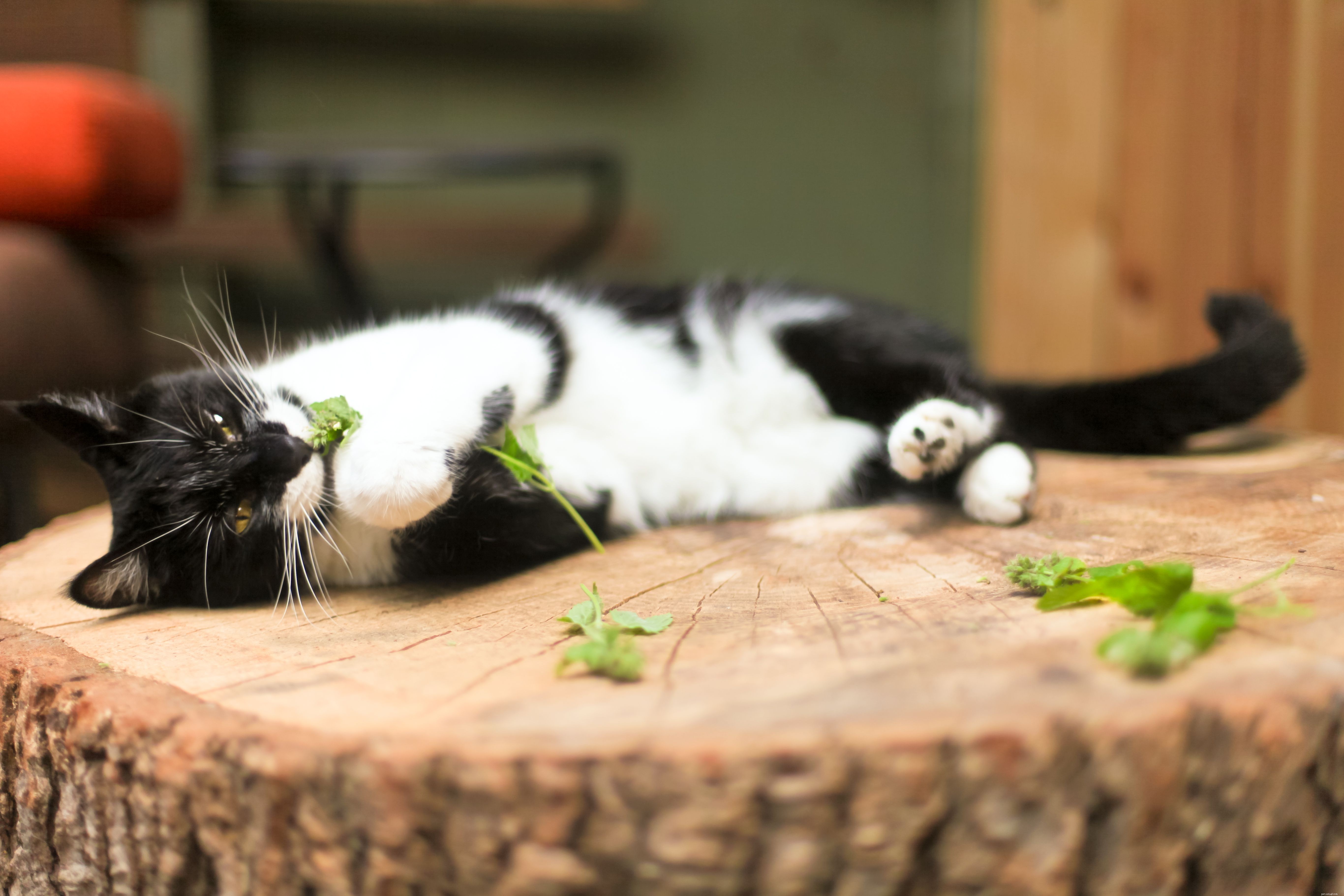 Why Isn t Your Adult Cat Engaged in Play? Discover the Reasons & How to Reignite Their Fun