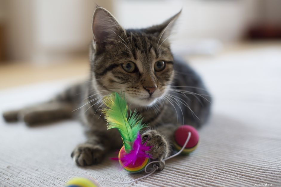 Why Isn t Your Adult Cat Engaged in Play? Discover the Reasons & How to Reignite Their Fun