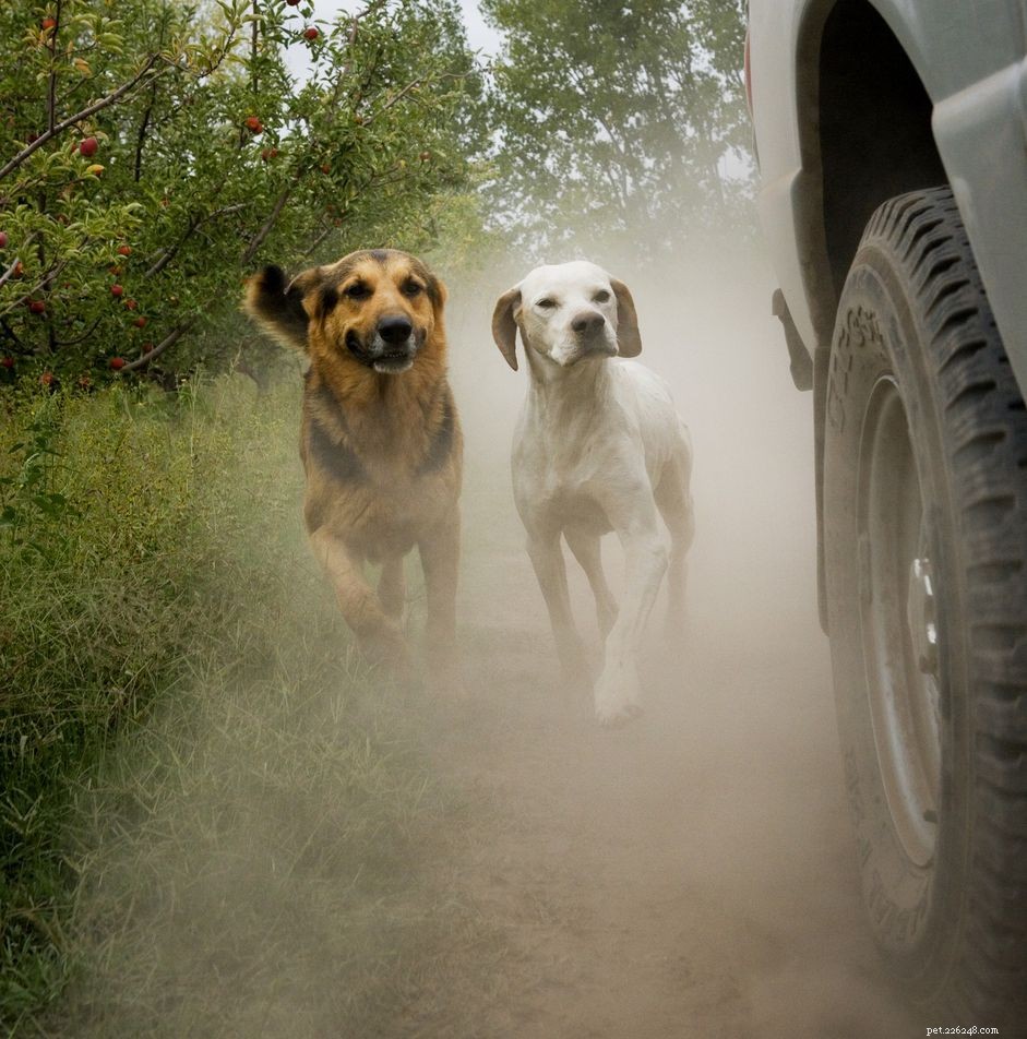 Stop Your Dog from Chasing: Proven Training Techniques