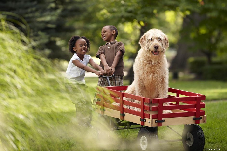 Mutt, Mixed Breed, or Designer Dog: Key Differences Explained
