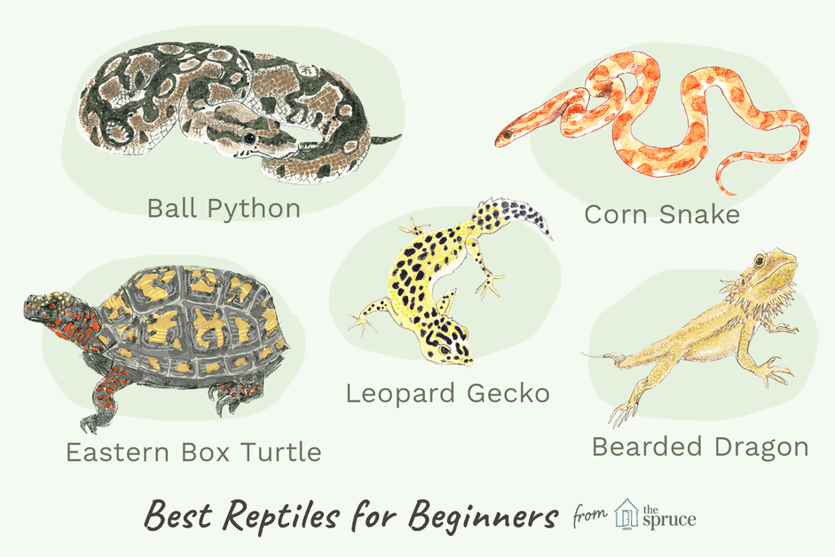 Beginner’s Guide to Pet Reptiles: What You Need to Know