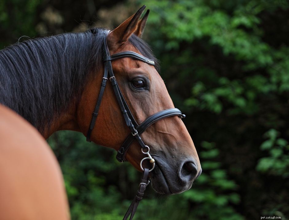 15 Must-Know Horse Bit Mouthpieces for Every Rider