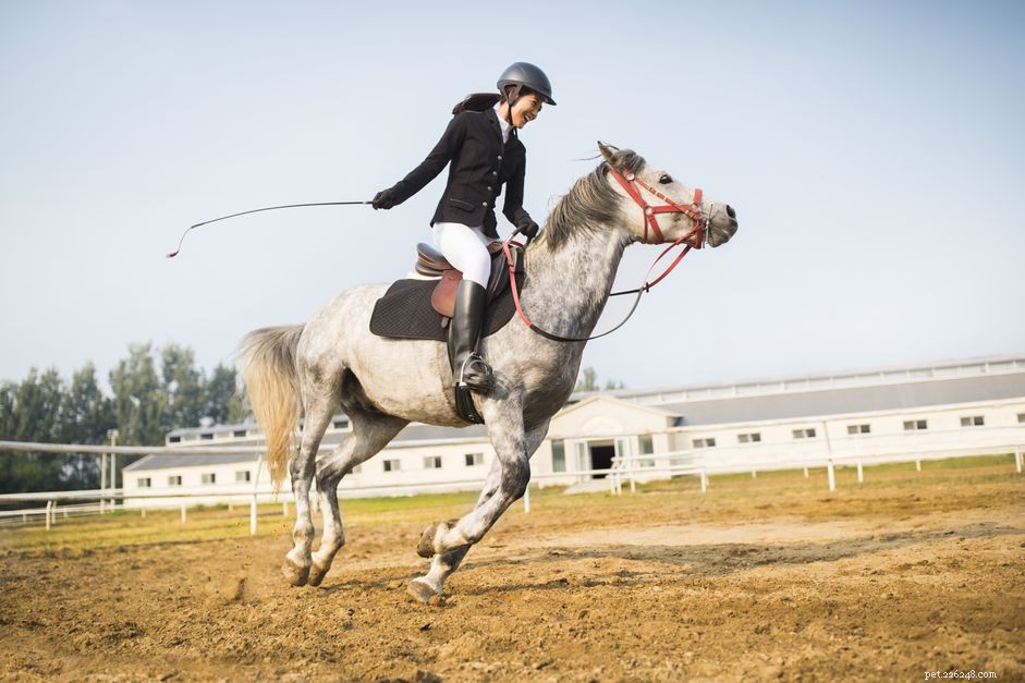 Using Whips and Riding Crops Responsibly in Horseback Riding