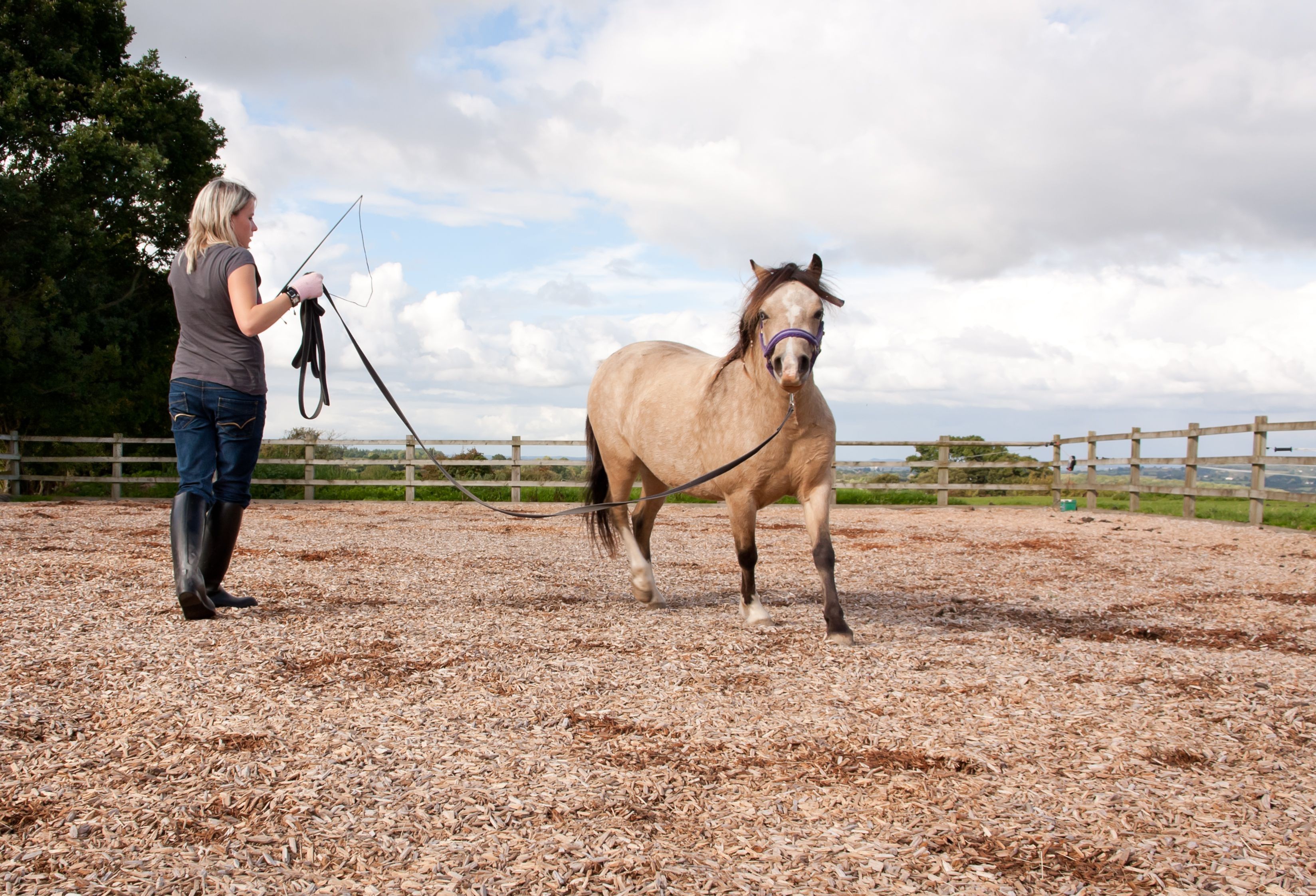 Using Whips and Riding Crops Responsibly in Horseback Riding