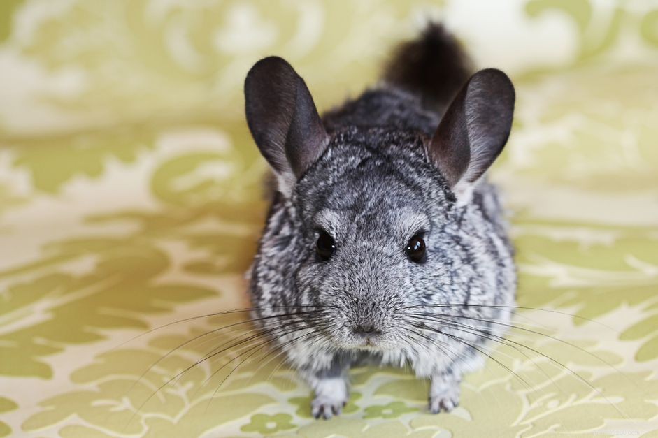 Understanding and Treating Ileus in Chinchillas: A Guide to Gastrointestinal Stasis