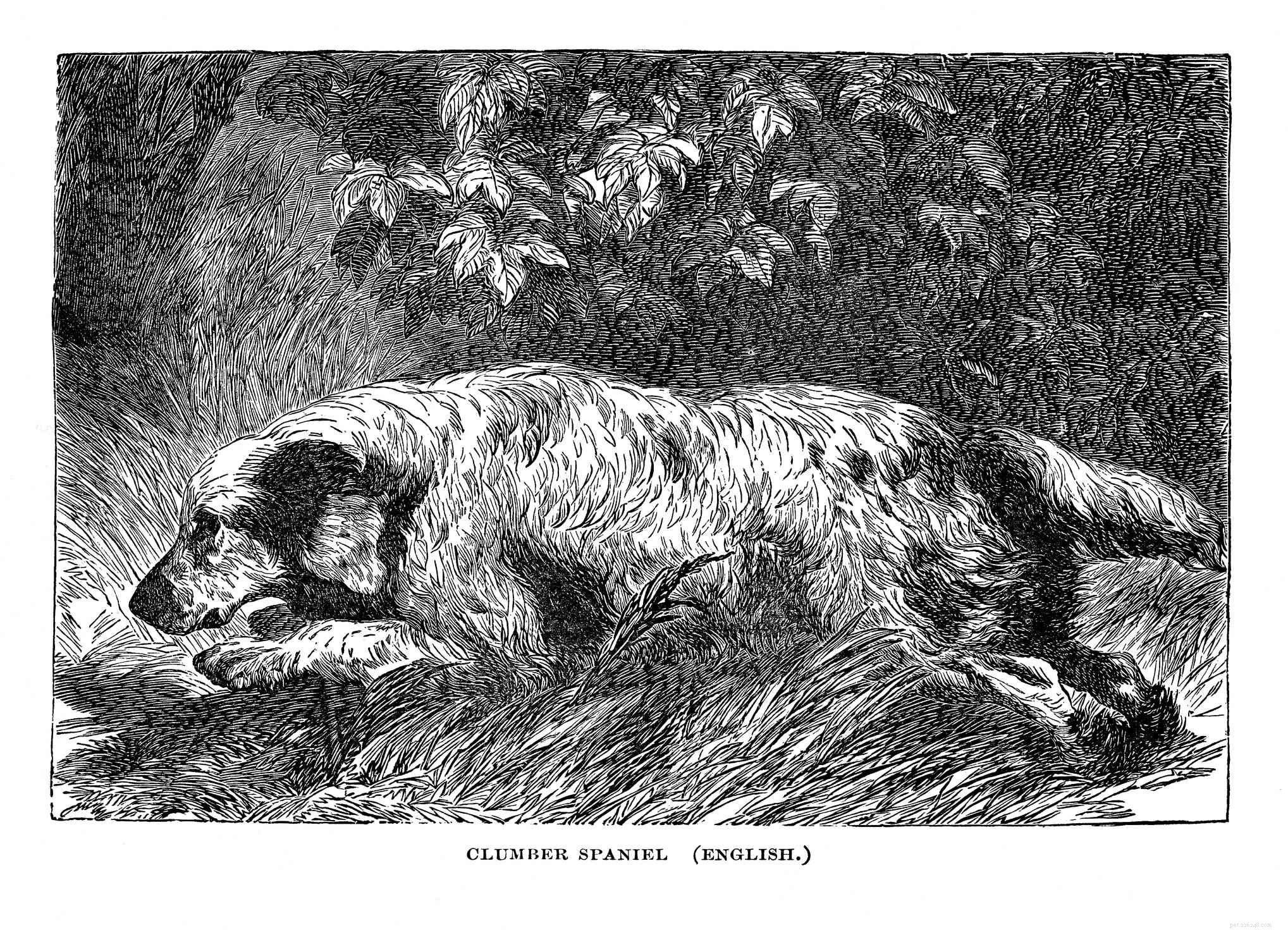 Clumber Spaniel: A Comprehensive Breed Guide