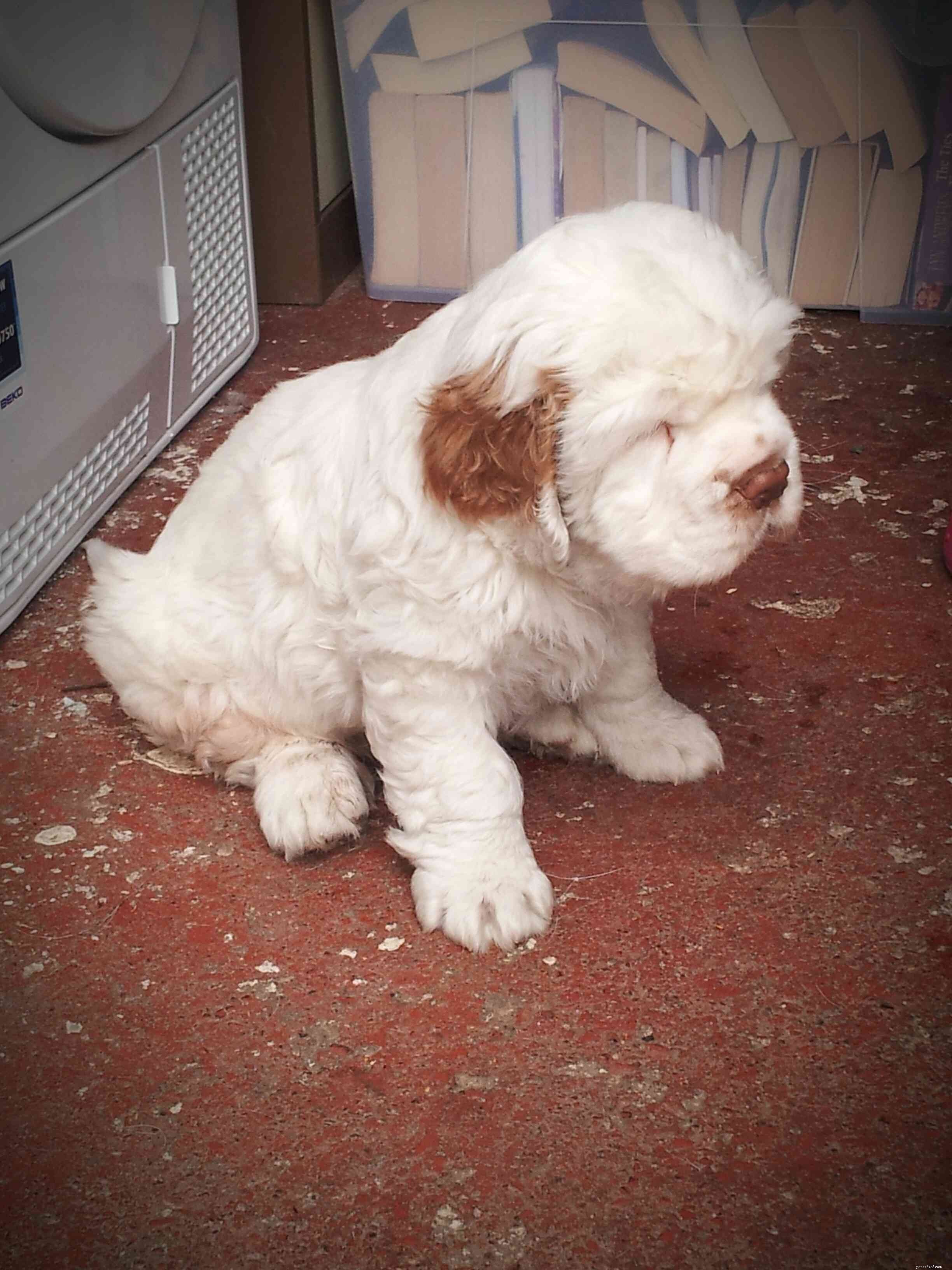 Clumber Spaniel: A Comprehensive Breed Guide