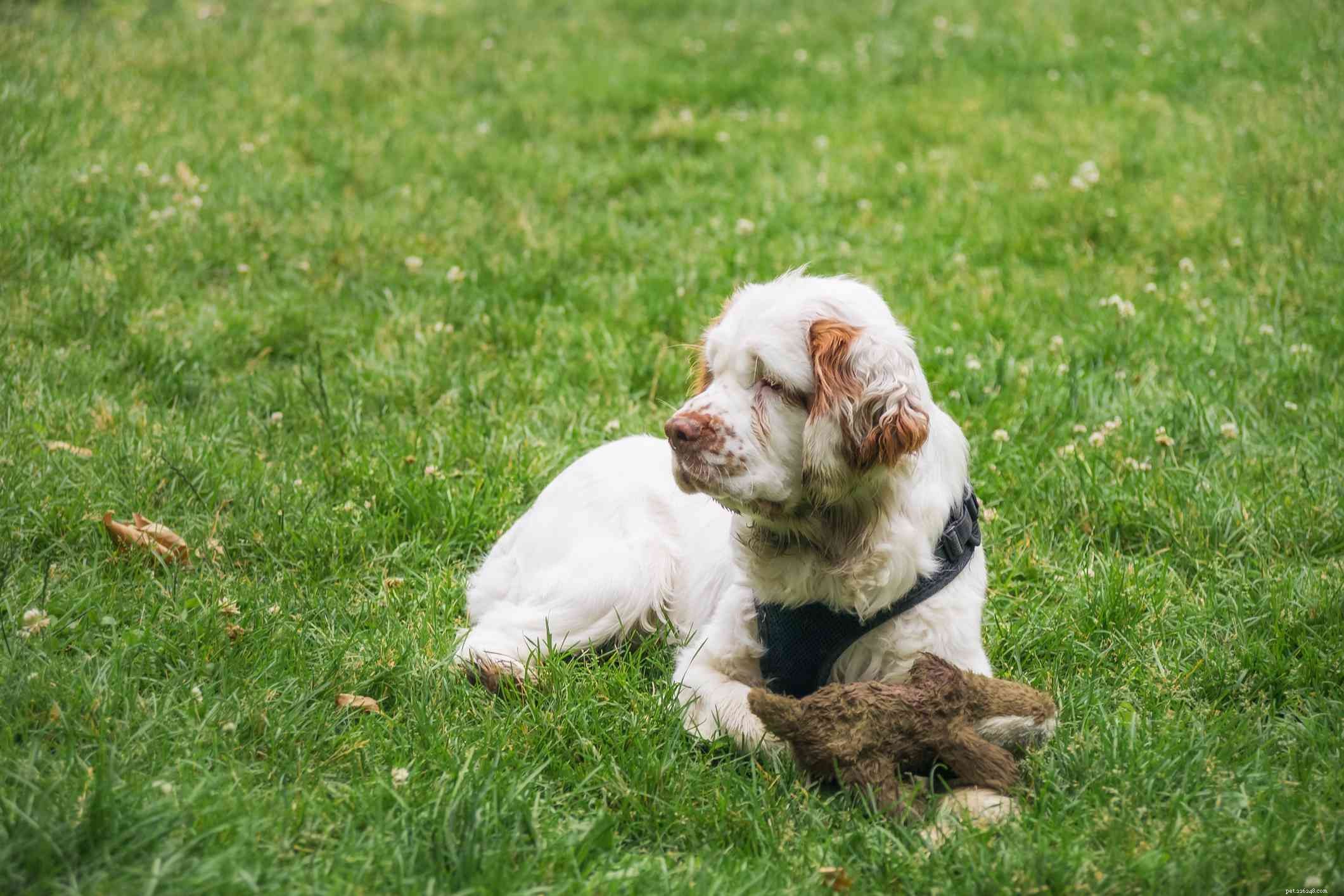 Clumber Spaniel: A Comprehensive Breed Guide