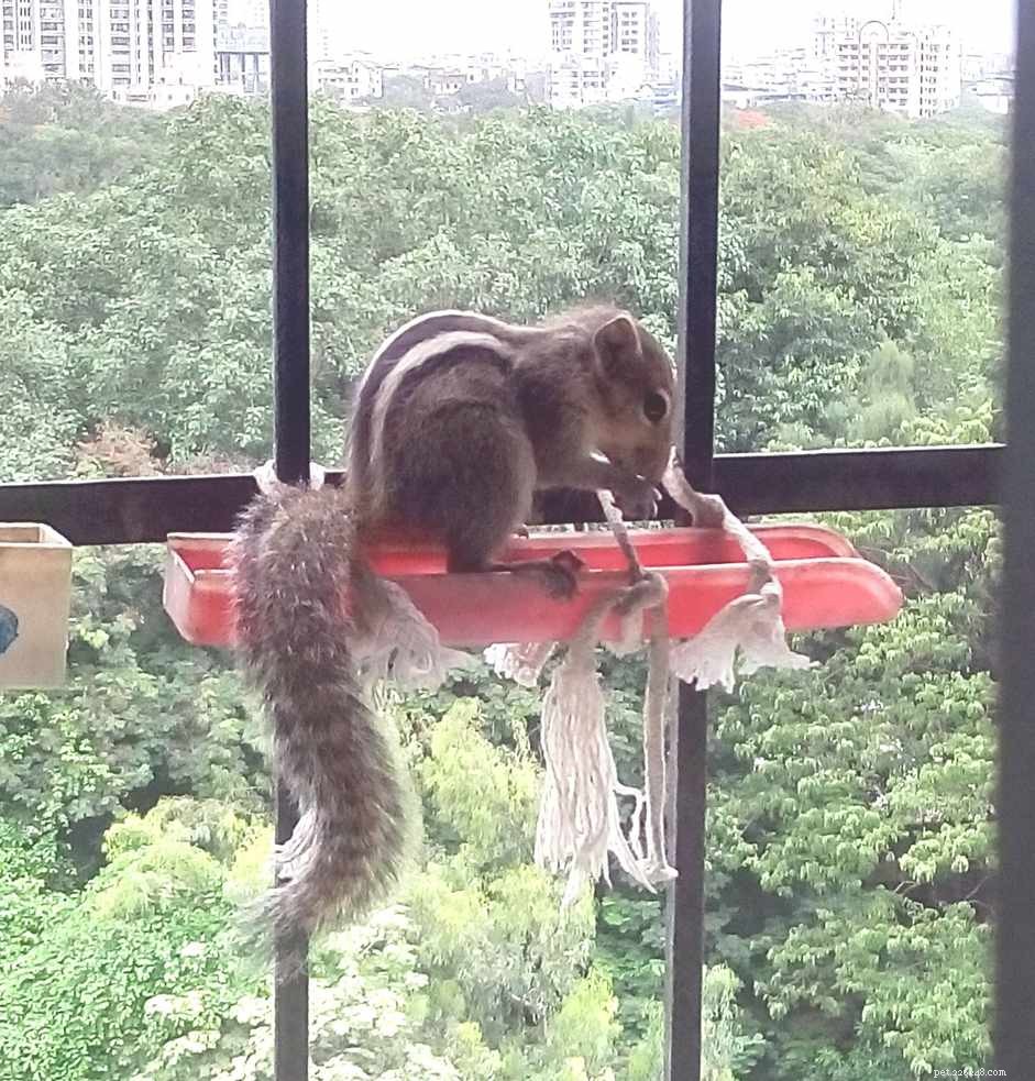 How to Properly Feed Your Pet Squirrel for Optimal Health