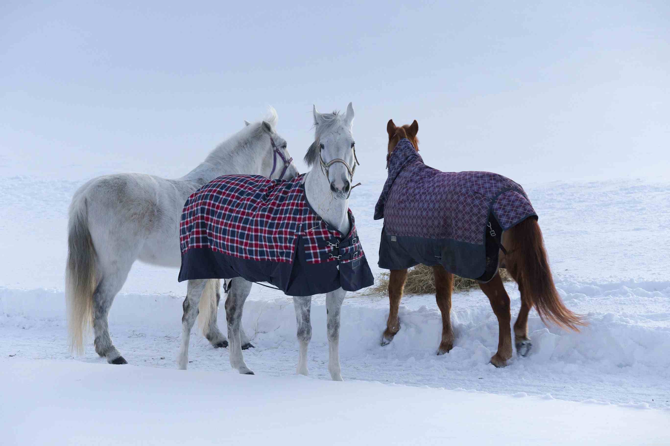 15 Thoughtful Gifts Every Horse Lover Will Appreciate