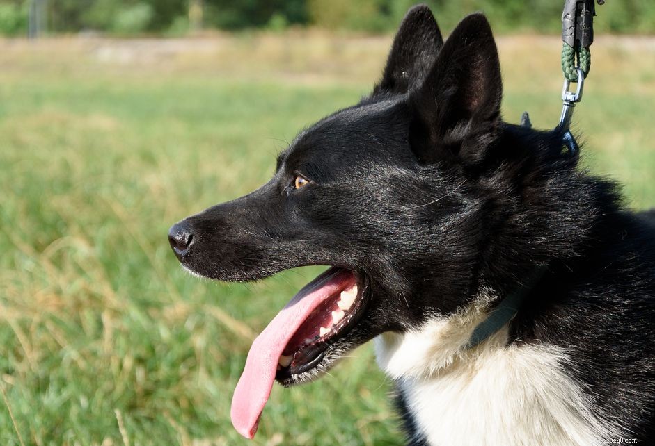 Karelian Bear Dog: Characteristics, History, and Care Guide