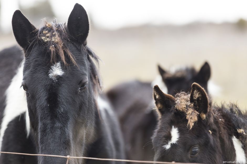 Professional Guide to Safely Removing Burrs from Horses