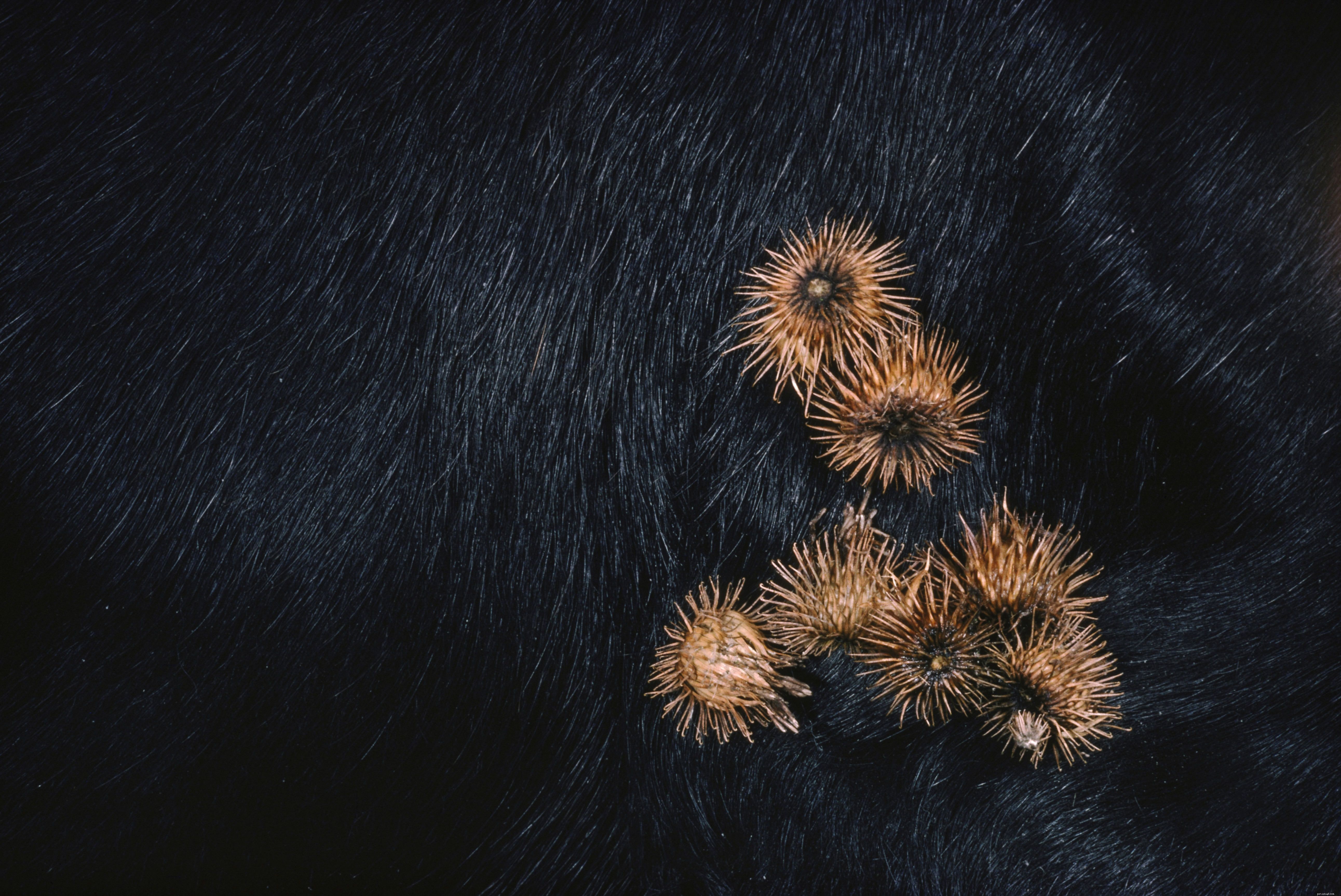 Professional Guide to Safely Removing Burrs from Horses