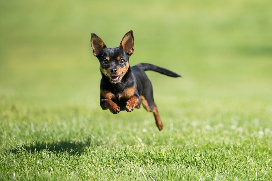 Top 15 Toy Dog Names to Celebrate Your New Companion