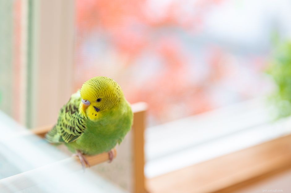 Why Keeping Your Pet Bird Indoors Is Safer & Smarter