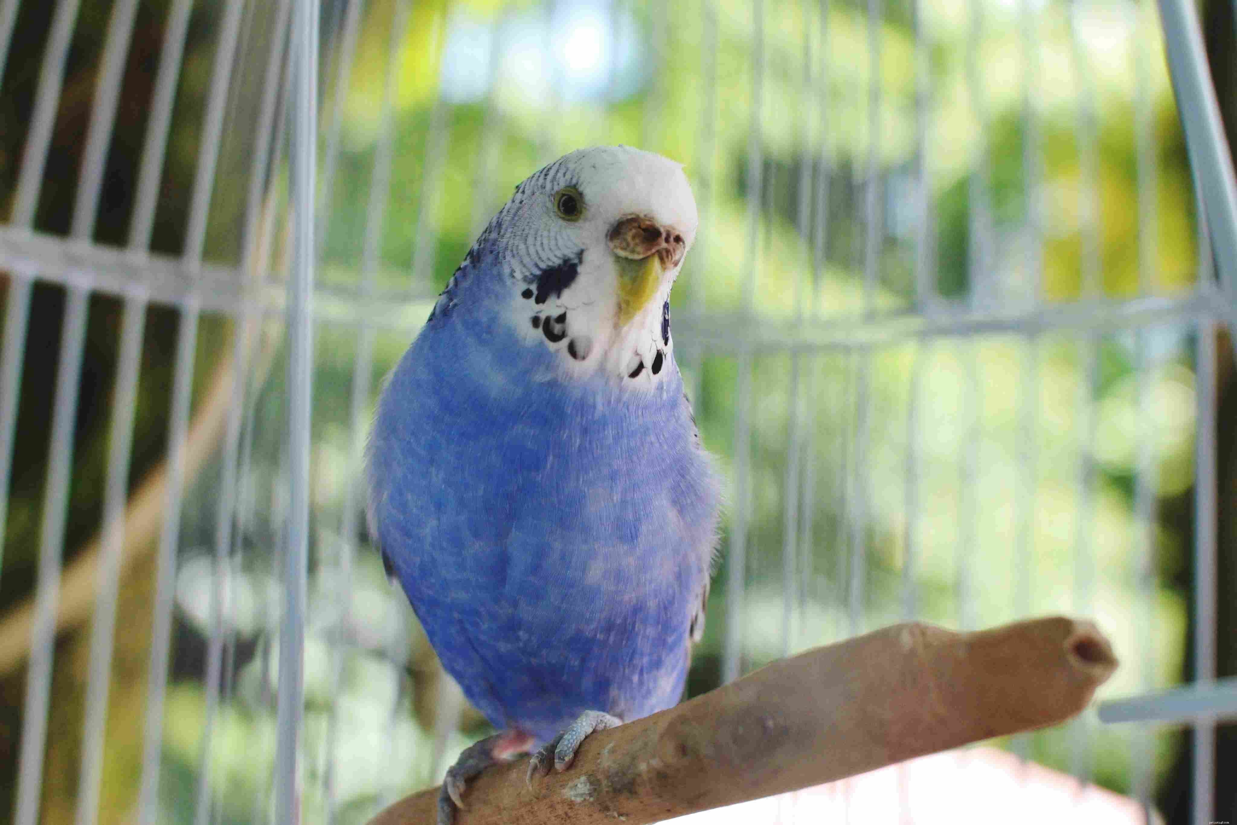 Why Keeping Your Pet Bird Indoors Is Safer & Smarter