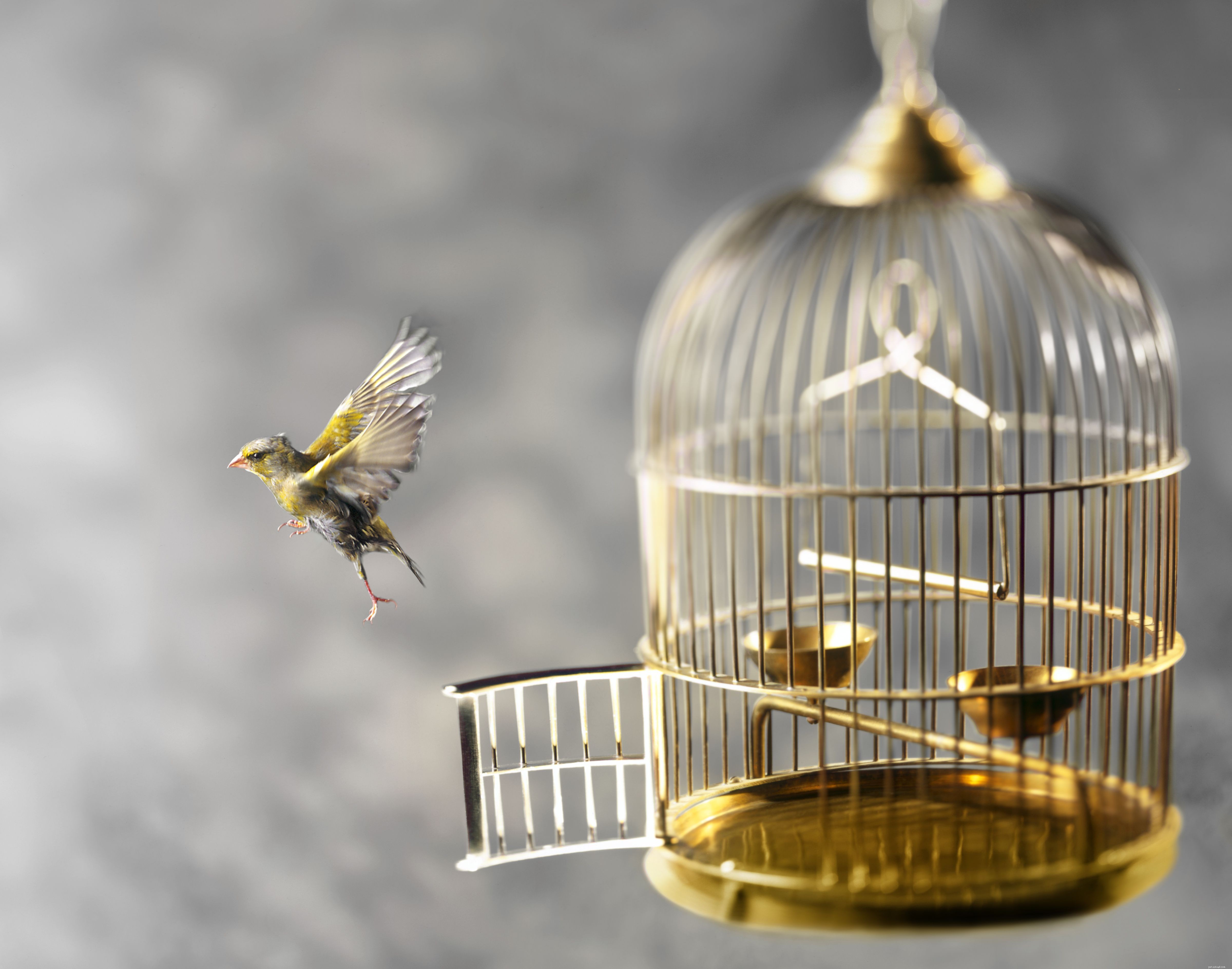 Why Keeping Your Pet Bird Indoors Is Safer & Smarter