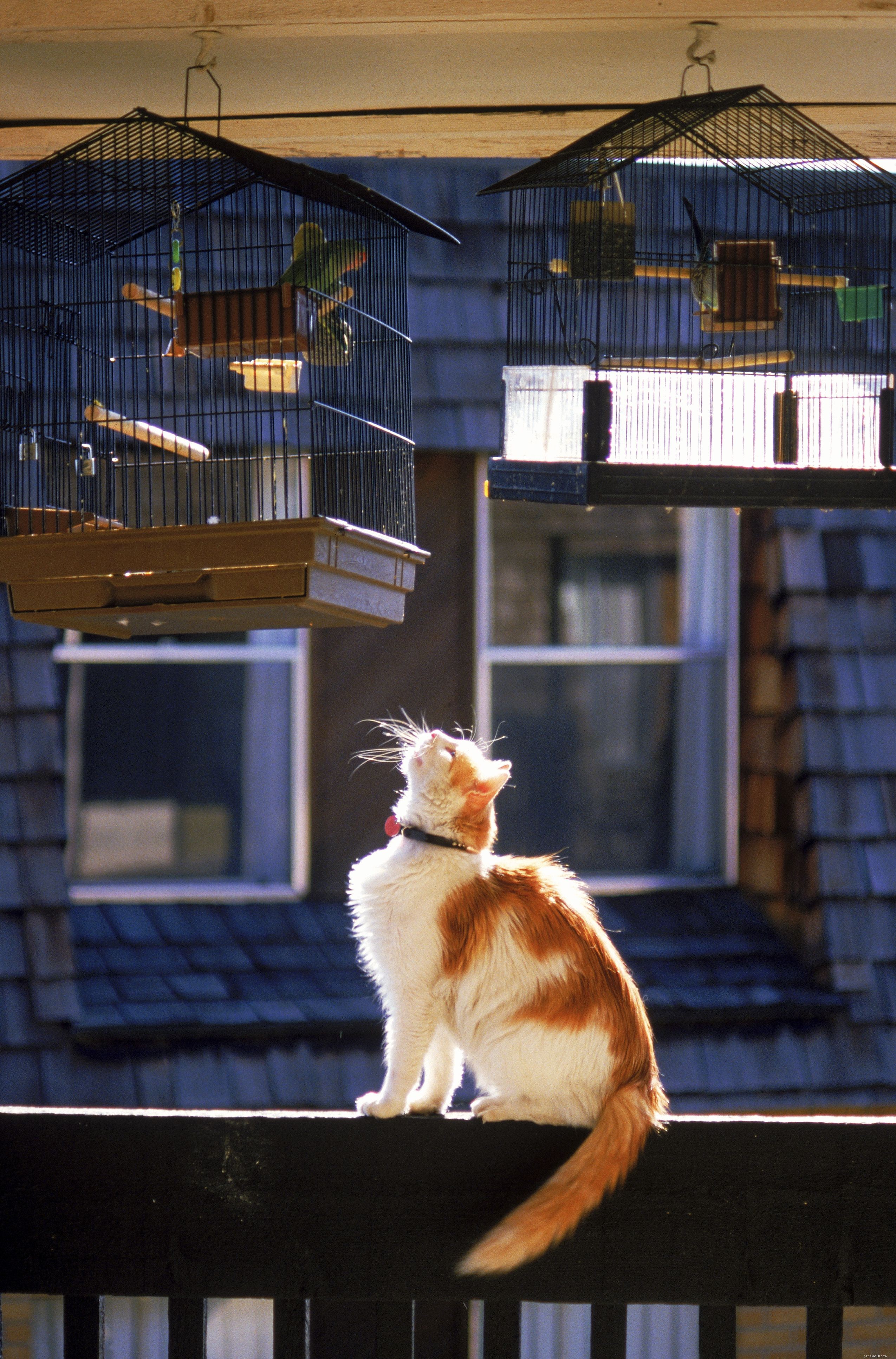 Why Keeping Your Pet Bird Indoors Is Safer & Smarter