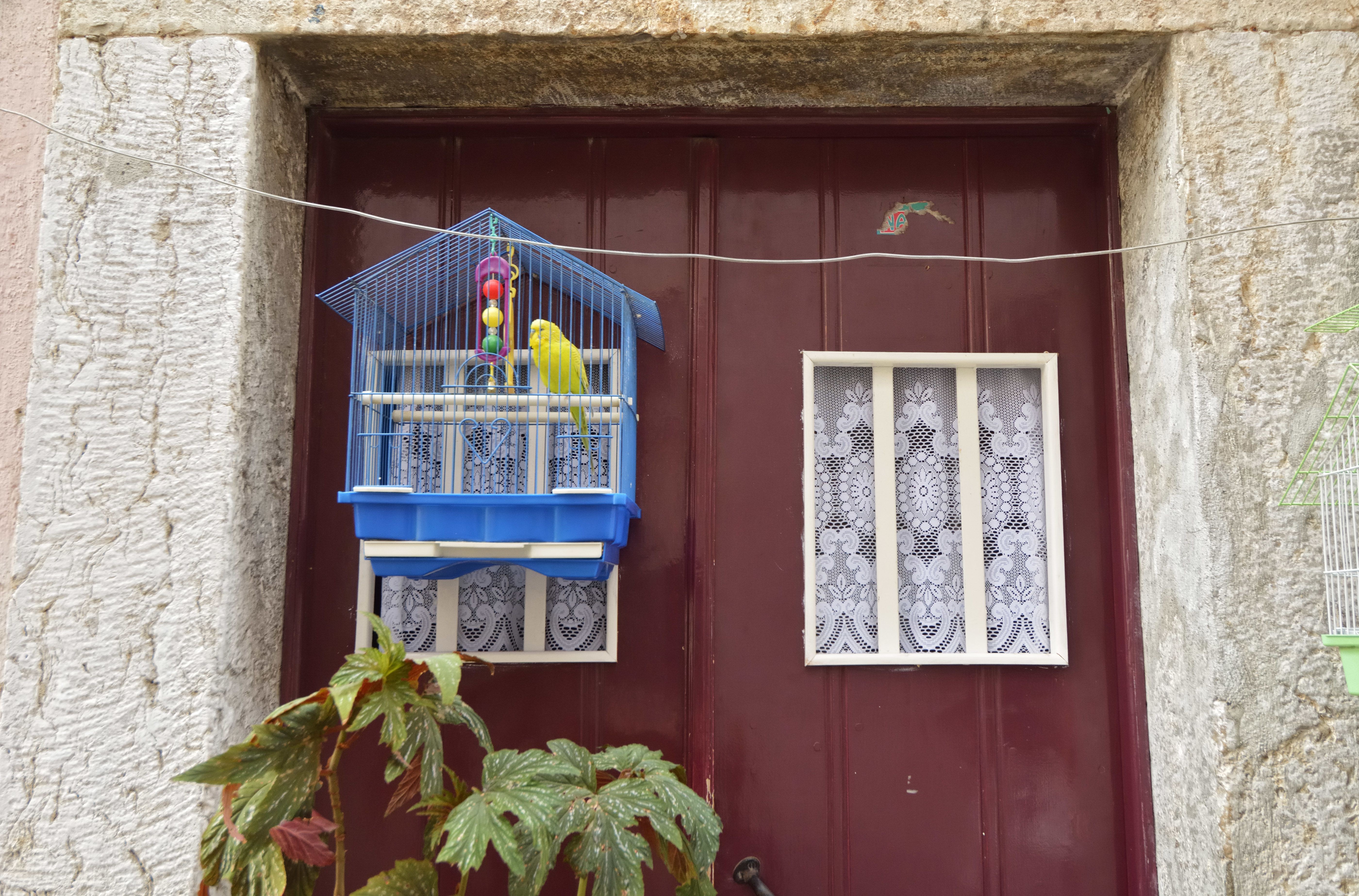 Why Keeping Your Pet Bird Indoors Is Safer & Smarter