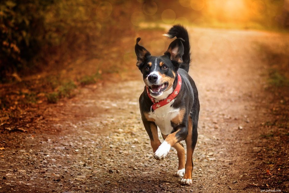 Appenzeller Sennenhund: Swiss Alpine Dog – Traits, Care & Adoption Guide