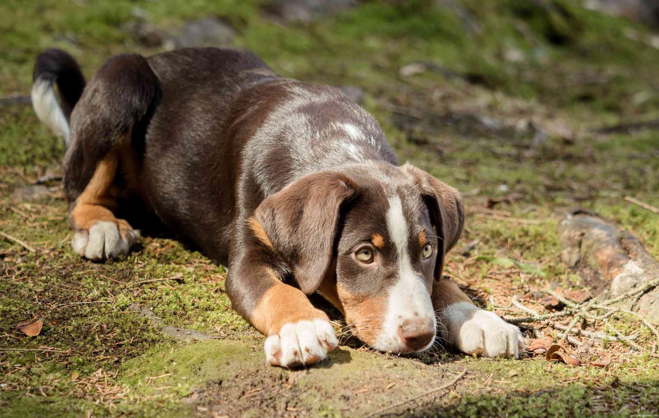 Appenzeller Sennenhund: Swiss Alpine Dog – Traits, Care & Adoption Guide